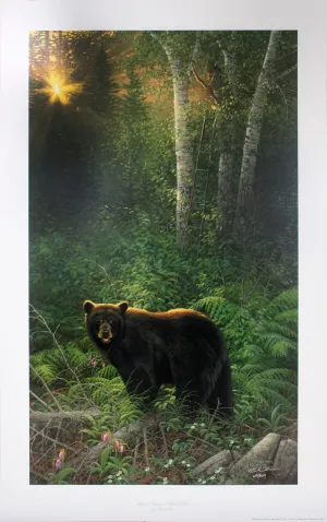 "Sunset Surprise - Black Bear" by Michael Sieve